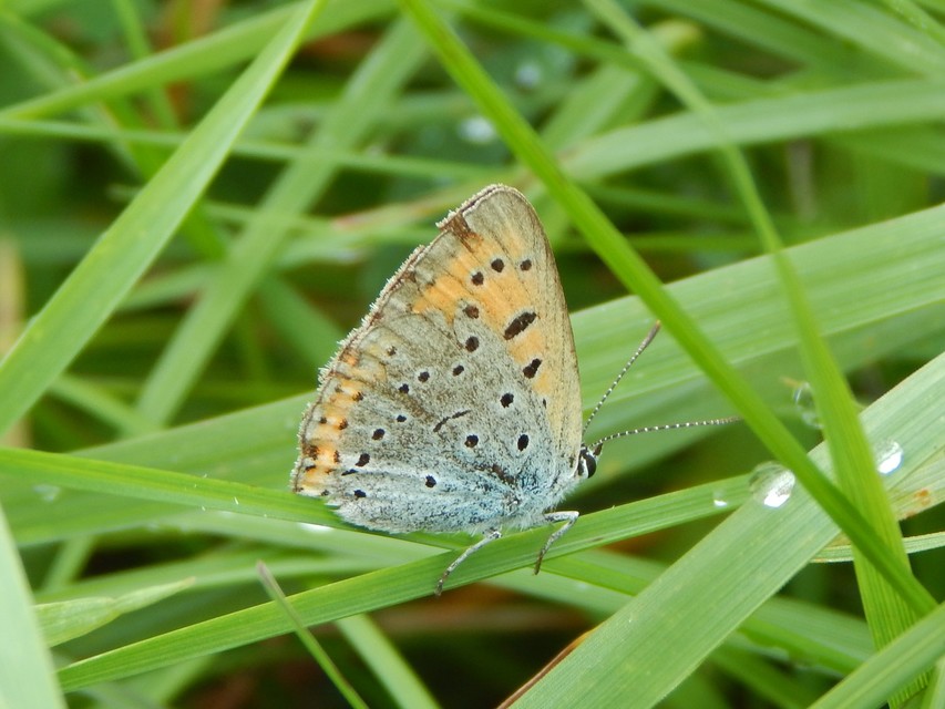 Lycaena dispar rutilus - nagy tűzlepke