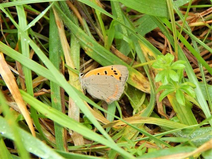 Lycaena phlaeas - közönséges tűzlepke