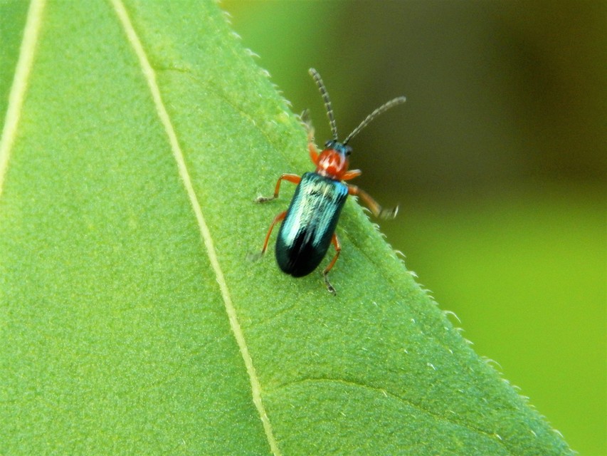 Oulema melanopus/duftschmidi