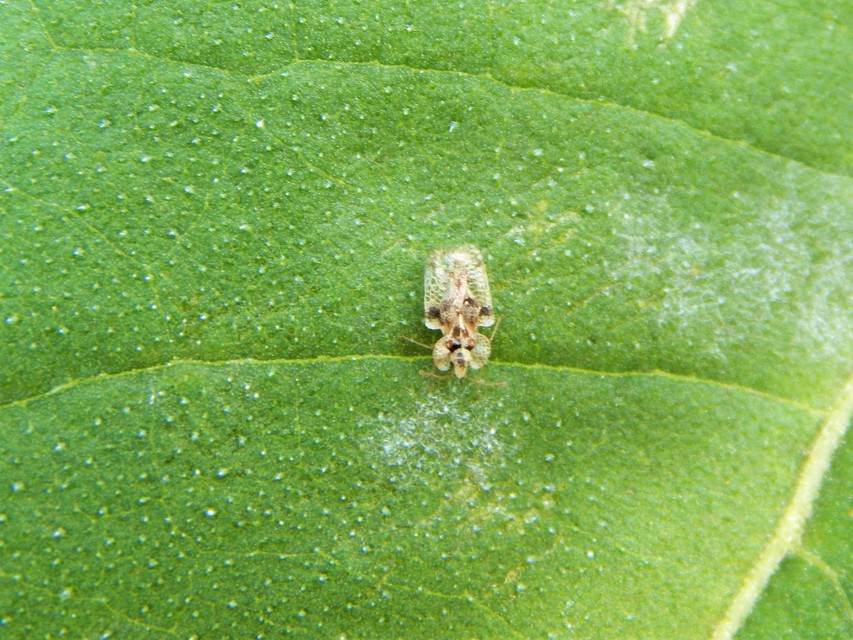 Corythucha ciliata - platán-csipkéspoloska