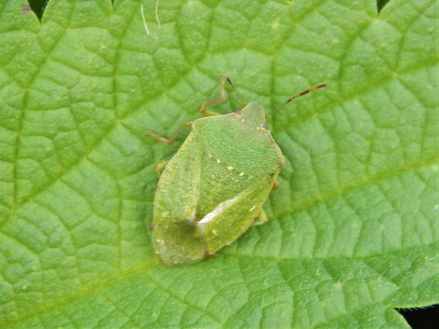Nezara viridula - zöld vándorpoloska
