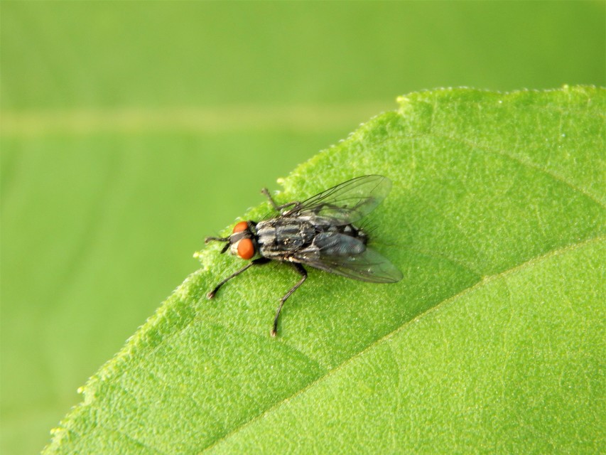 Diptera - Kétszárnyúak