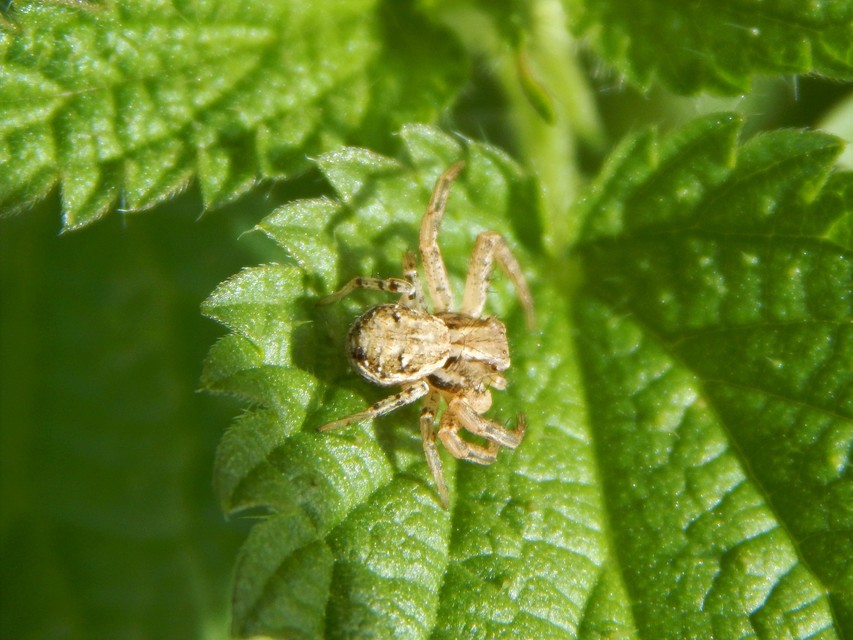Xysticus