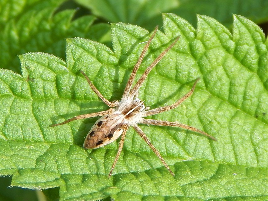 Pisaura mirabilis - csodáspók