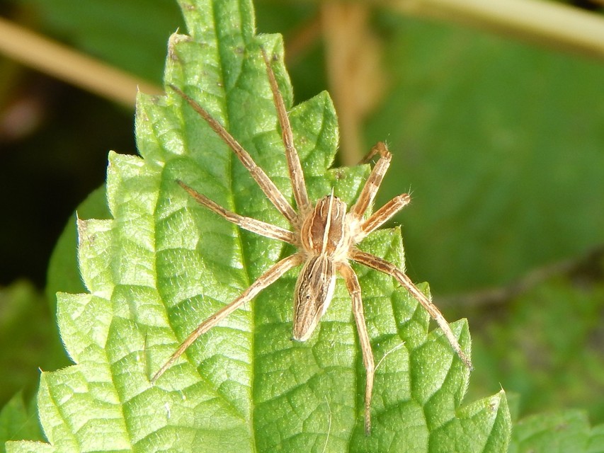 Pisaura mirabilis - csodáspók