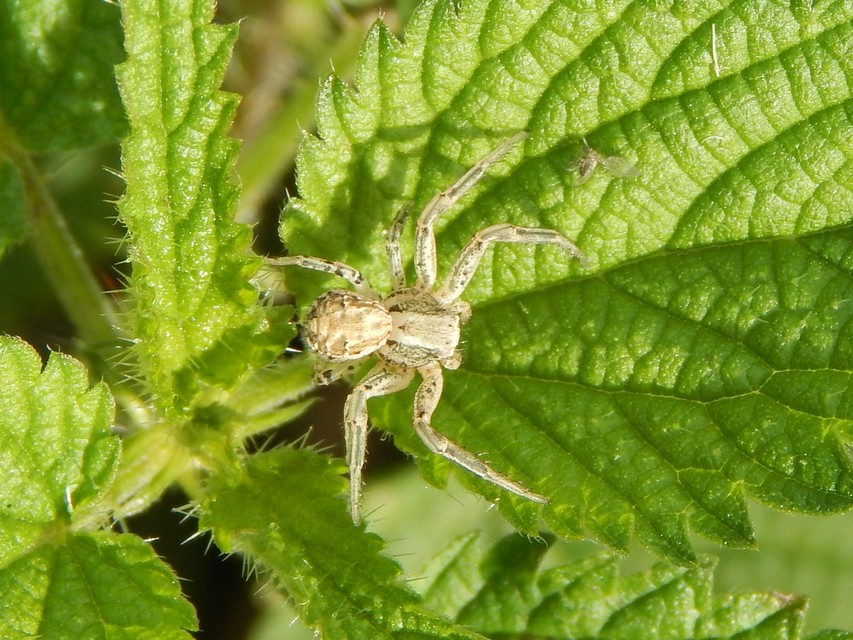 Spiracme striatipes - csíkoslábú karolópók