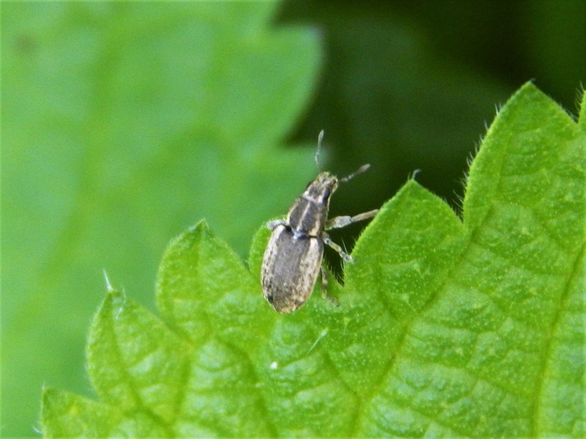 Sitona humeralis - lucerna-csipkézőbogár
