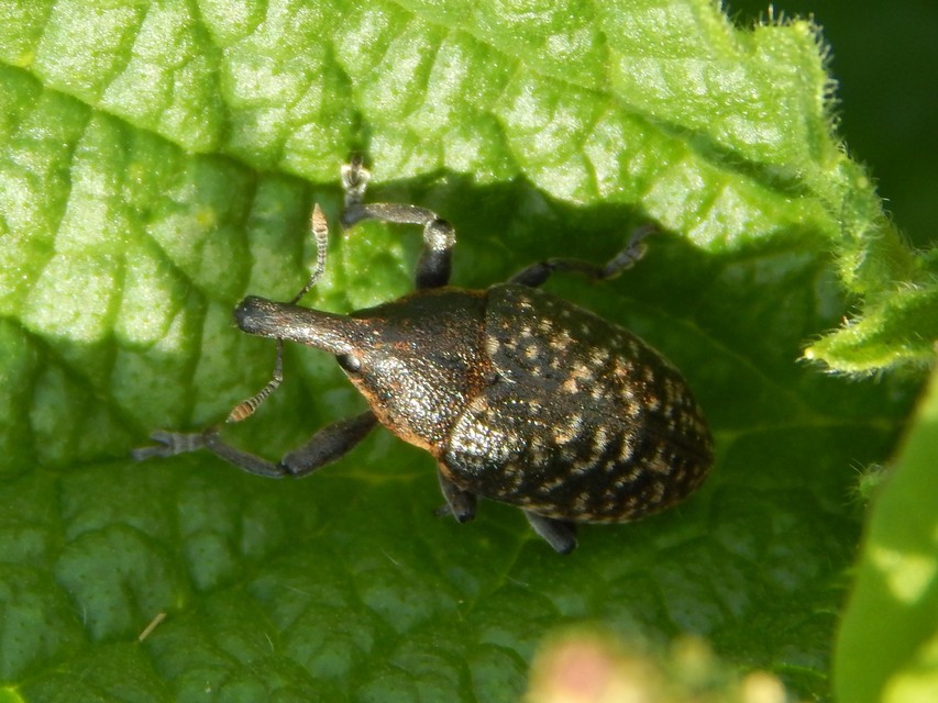 Larinus sturnus - aszat-púderbarkó