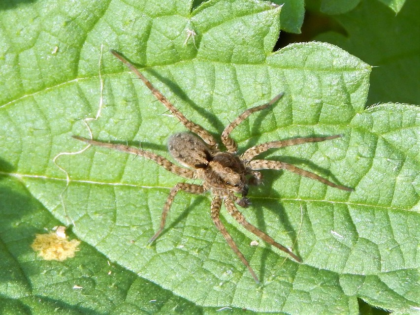 Pardosa