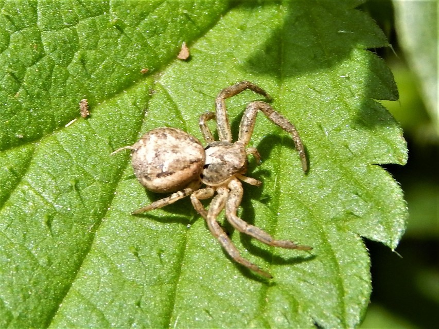 Xysticus
