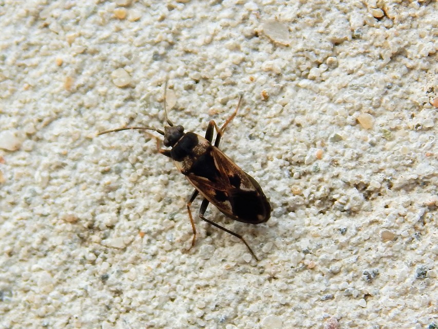 Rhyparochromus vulgaris - közönséges díszesbodobács