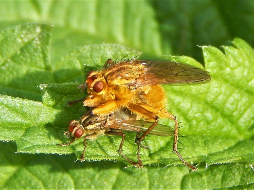 Scathophaga stercoraria - közönséges trágyalégy