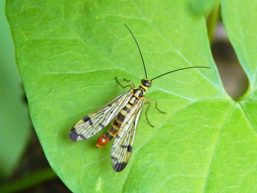 Mecoptera - Csőrösrovarok