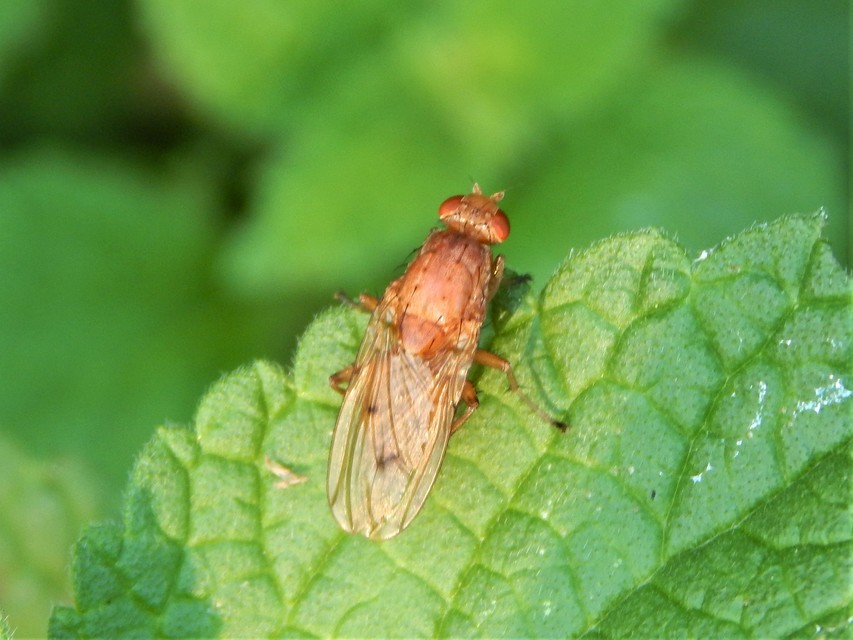 Diptera - Kétszárnyúak