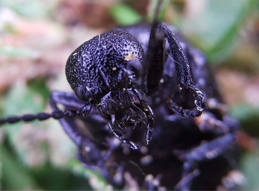 Meloe rugosus - ráncos nünüke
