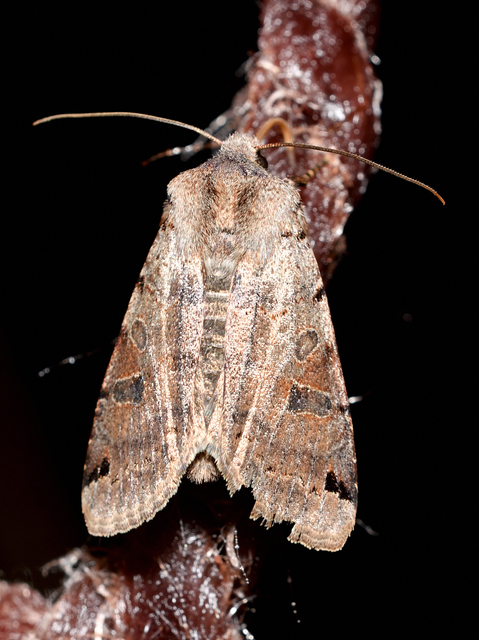 Anchoscelis litura - tarka őszibagoly