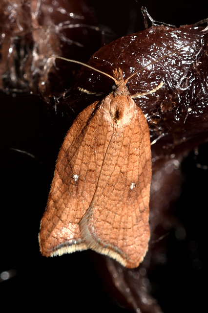 Acleris rhombana - cifra levélmoly