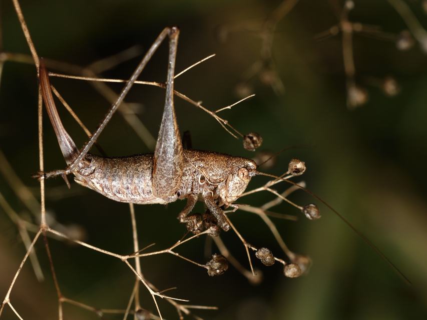 Rhacocleis germanica - német szöcske