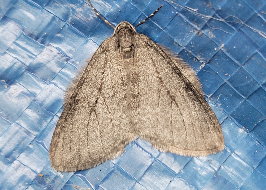 Epirrita christyi/dilutata