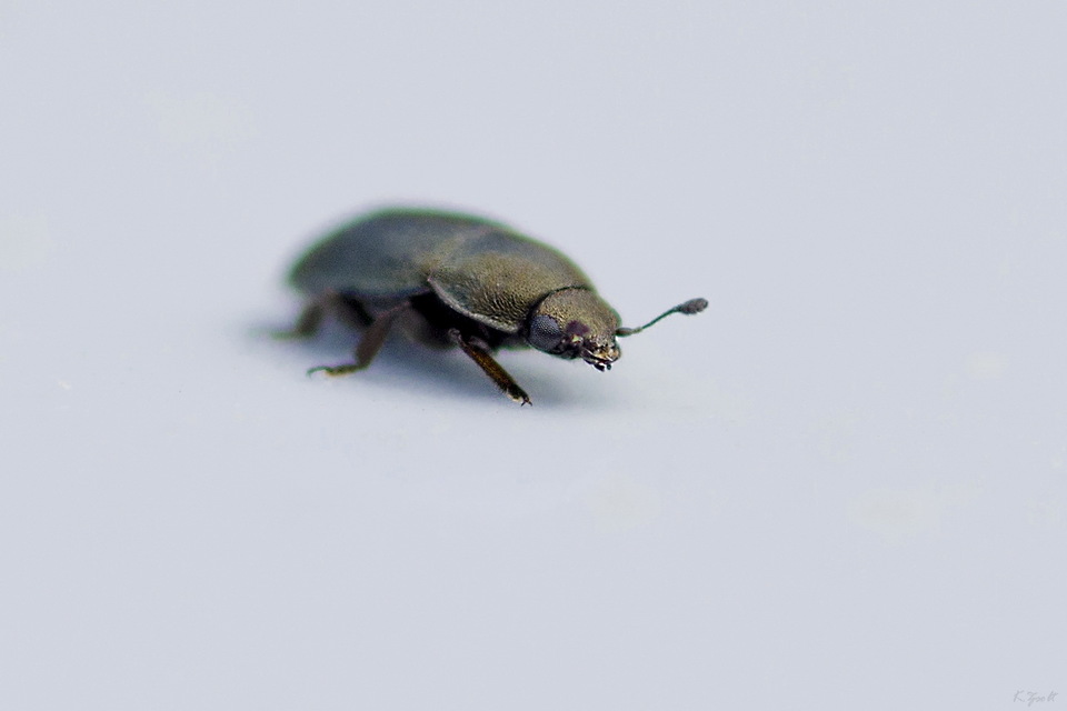 Meligethinae