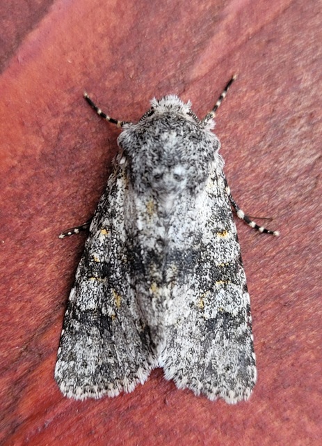 Polymixis xanthomista gyurovicslaszloi - Gyurovics László tarkabaglya