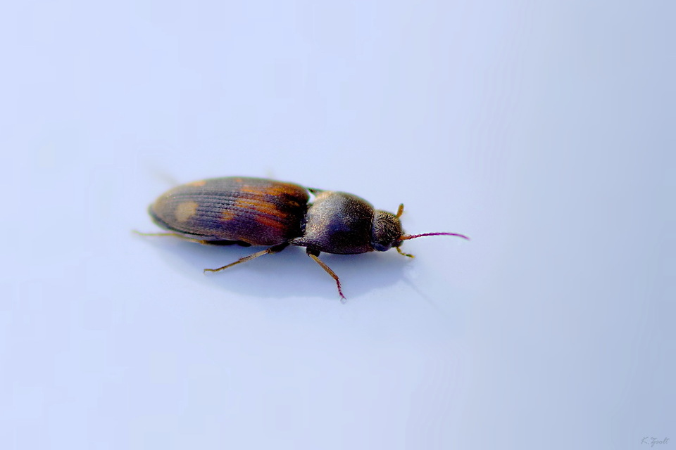 Drasterius bimaculatus - változékony pattanó