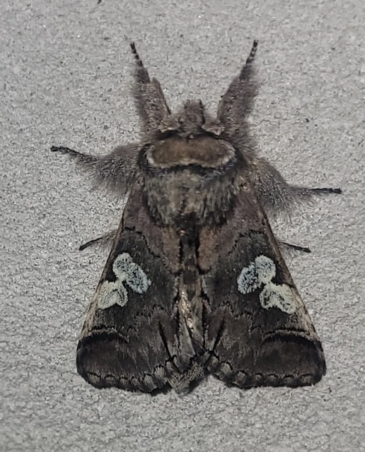 Diloba caeruleocephala - őszi kékesbagoly