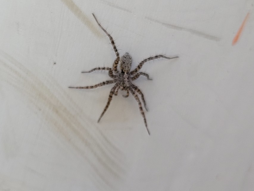 Pardosa hortensis