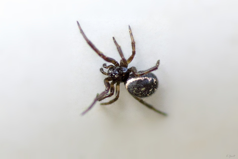 Steatoda albomaculata - koszorús törpepók