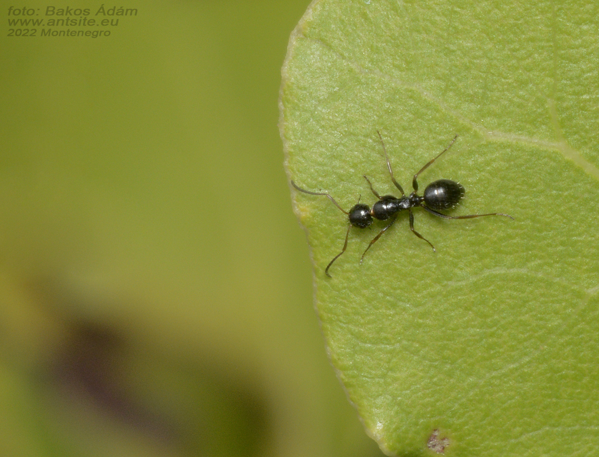 Camponotus piceus - szurkos lóhangya
