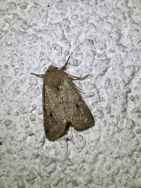 Propenistra laevis - könnyű őszibagoly