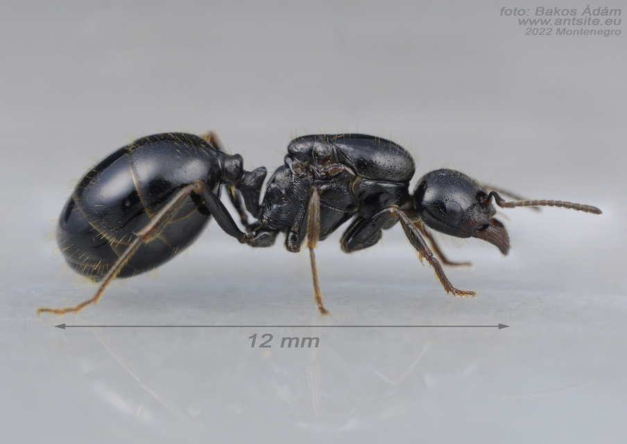 Messor wasmanni