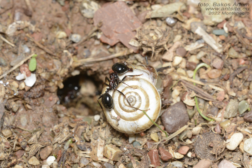Messor wasmanni