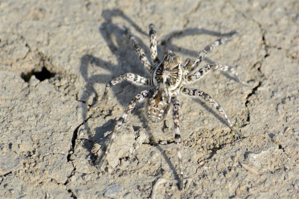 Lycosa singoriensis - szongáriai cselőpók
