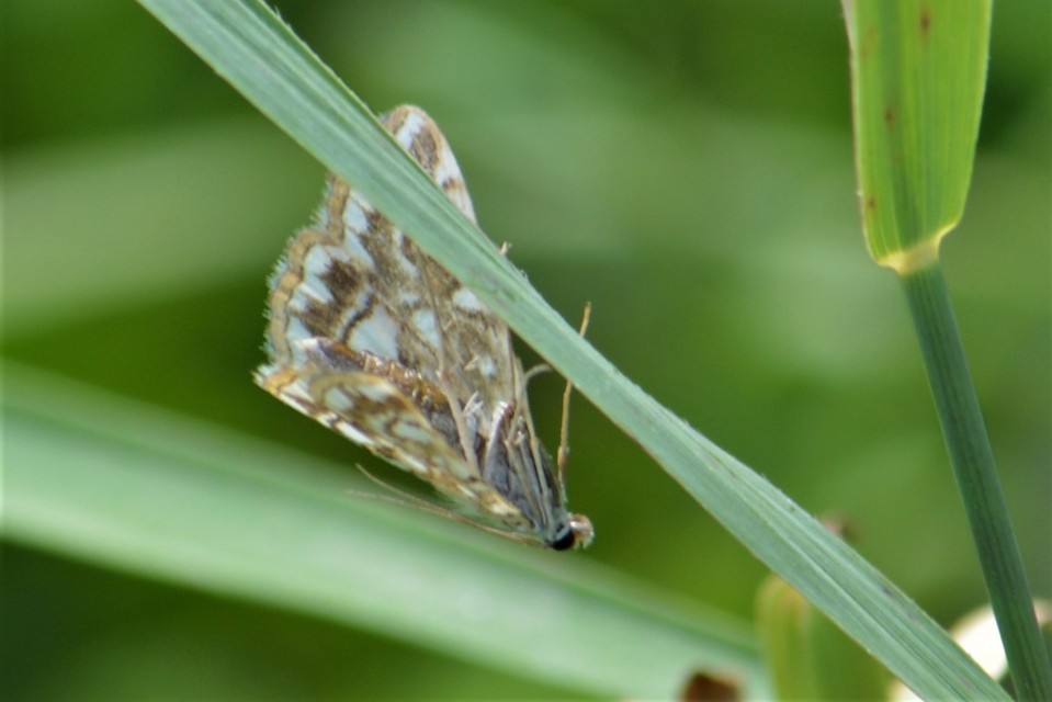 Elophila nymphaeata - tarka vízimoly