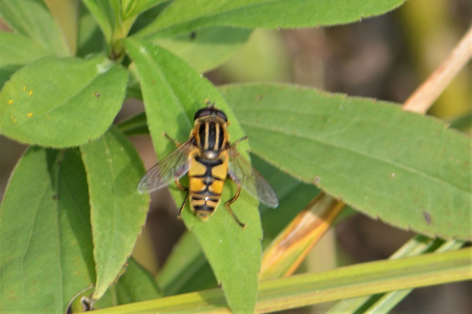Helophilus pendulus - közönséges mocsárilégy