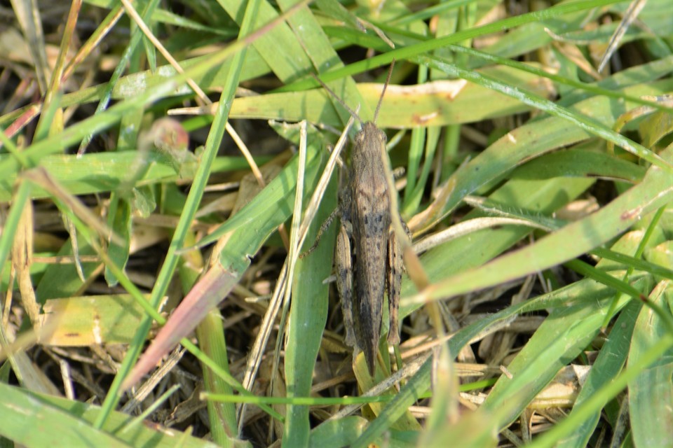 Chorthippus (Glyptobothrus) (subgenus)