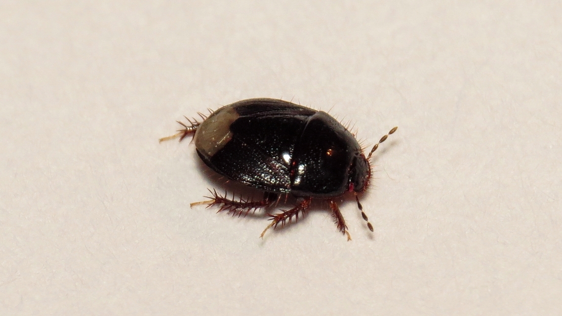 Microporus nigrita - homoki földipoloska Microporus nigrita - homoki földipoloska