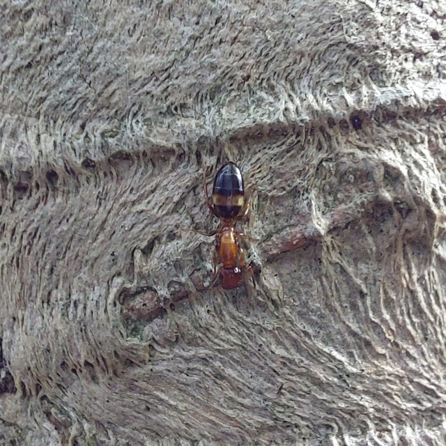Colobopsis truncata - kapushangya