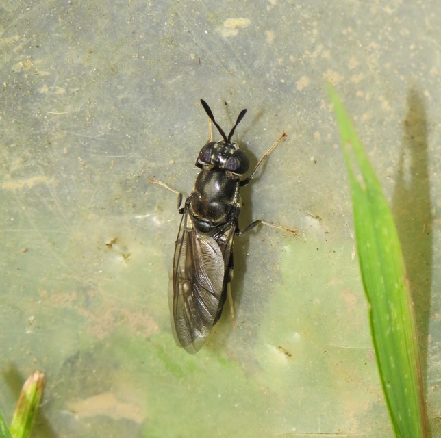 Hermetia illucens