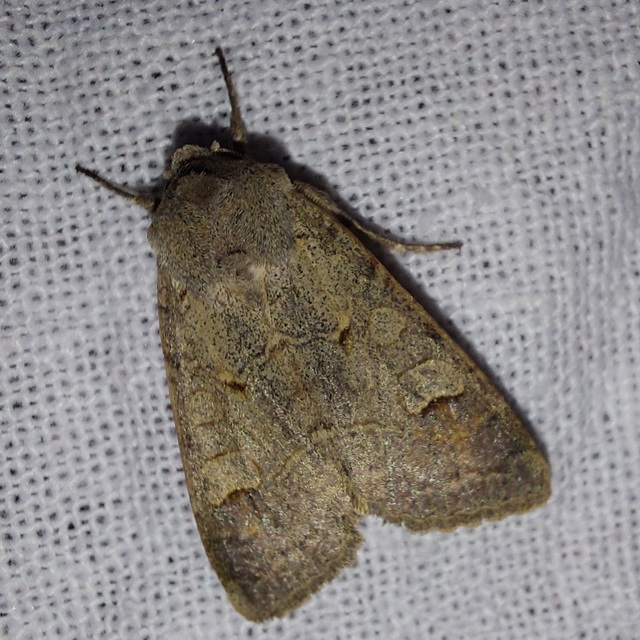 Ammoconia caecimacula - szürke őszibagoly
