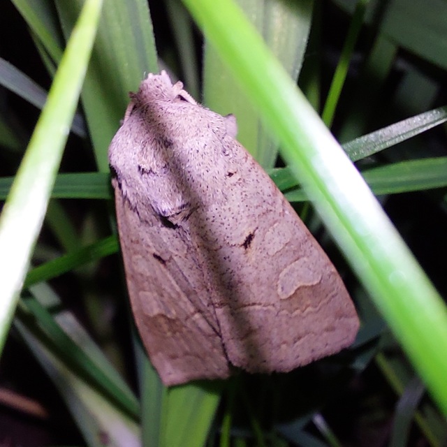 Ammoconia caecimacula - szürke őszibagoly