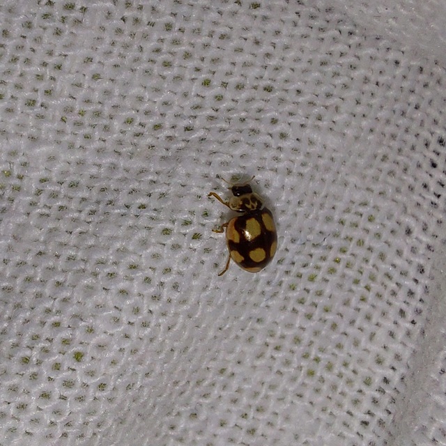 Adalia decempunctata - tízpettyes katica