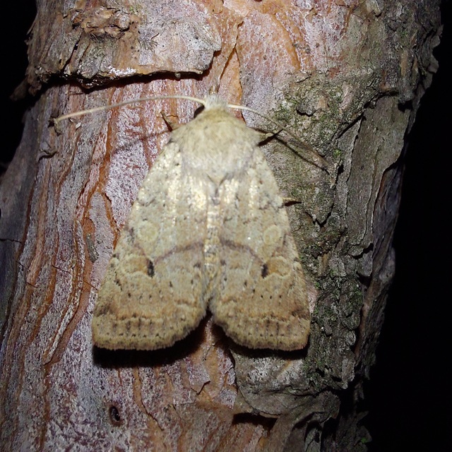 Propenistra laevis - könnyű őszibagoly