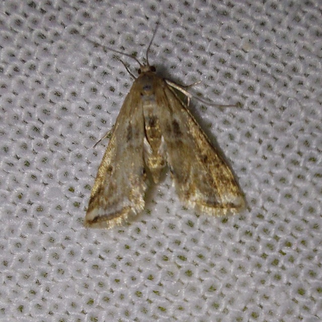 Cataclysta lemnata - békalencsemoly