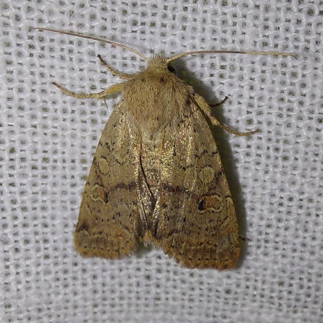 Propenistra laevis - könnyű őszibagoly