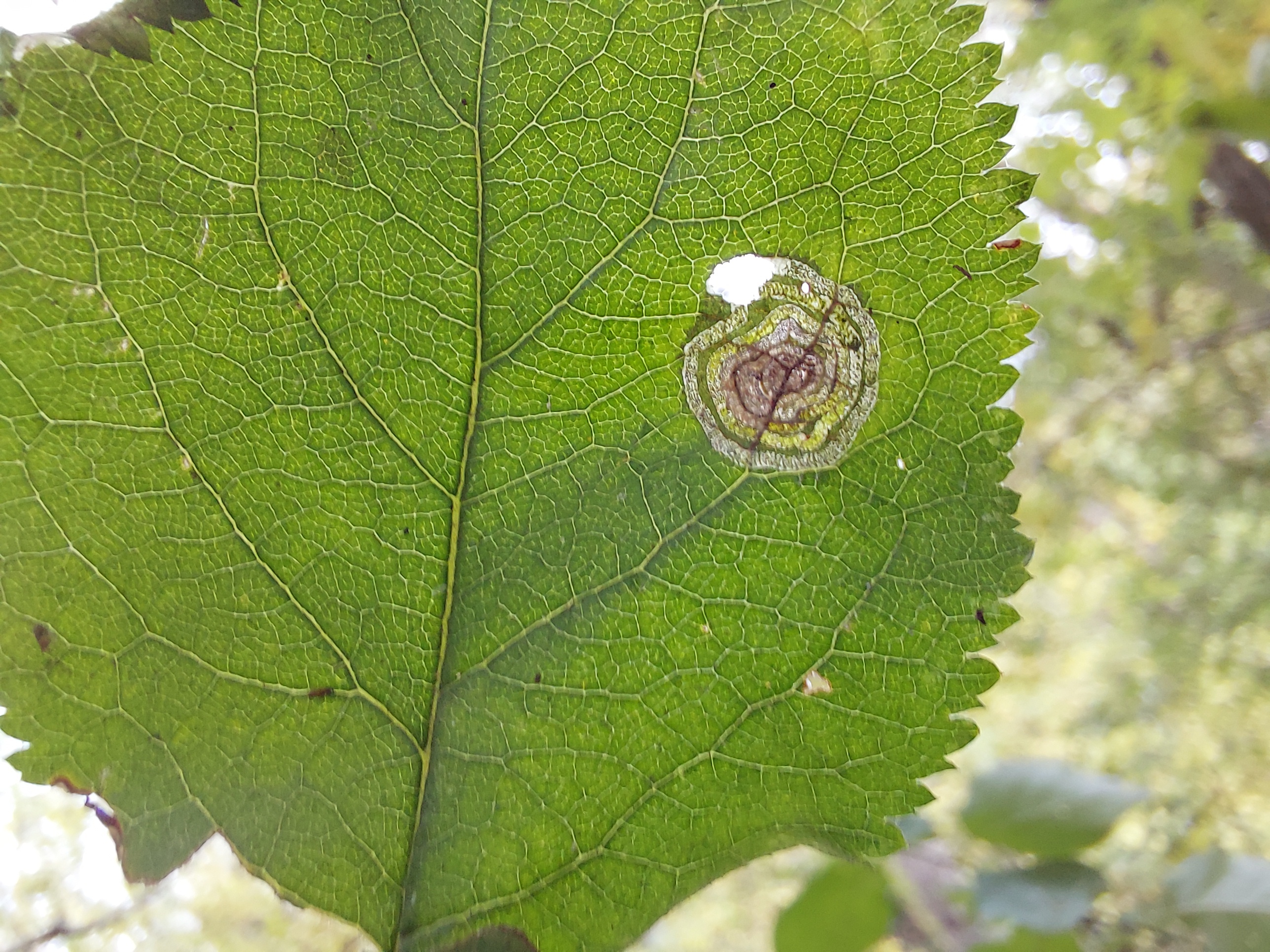 Stigmella prunetorum - kökényes törpemoly