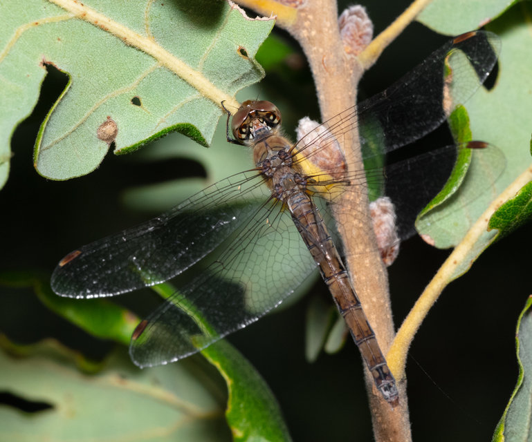 Sympetrum striolatum - harántsávos katona-szitakötő