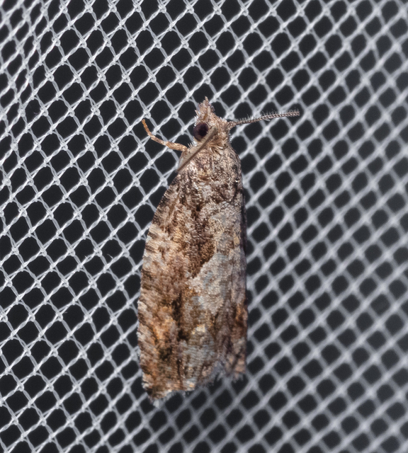 Tortricidae - sodrómolyfélék