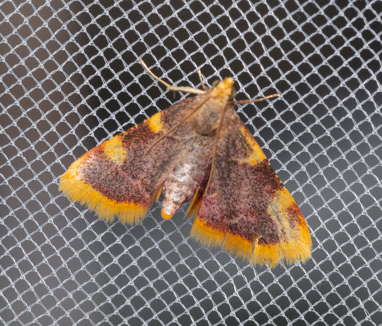 Hypsopygia costalis - szénailonca